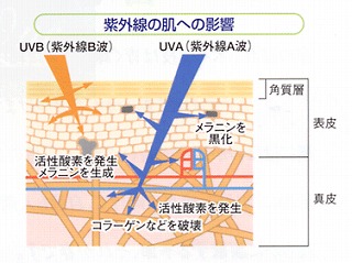 紫外線 対策